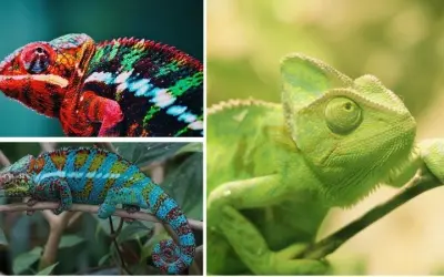 Tại sao tắc kè hoa thay đổi màu sắc khi nhiệt độ thay đổi