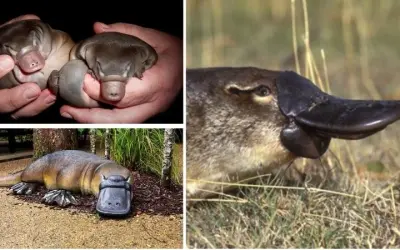 Khám phá lý do tại sao thú mỏ vịt lại kỳ lạ đến vậy