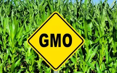 Tại sao thực phẩm biến đổi gen vẫn bị nghi ngờ dù có lợi