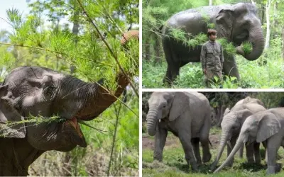 Tại sao voi góp phần duy trì hệ sinh thái rừng phong phú