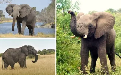 Tại sao voi là biểu tượng của trí tuệ ở Ấn Độ huyền thoại