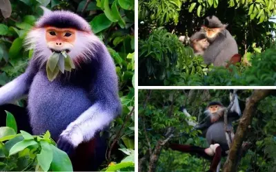 Tại sao voọc chà vá chân nâu quý hiếm ở Việt Nam hiện nay