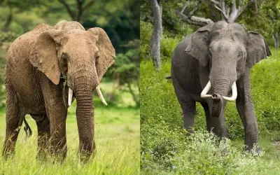 Sự thật voi châu Phi và voi châu Á khác nhau thế nào