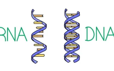Tại sao vắc-xin DNA ít được sử dụng hơn mRNA?
