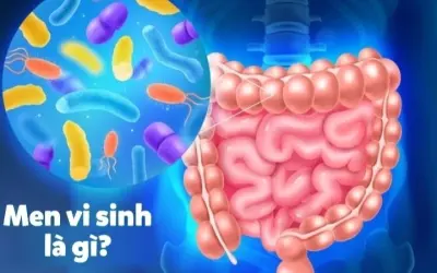 Tại sao men vi sinh tốt cho tiêu hóa và cơ thể khỏe mạnh?