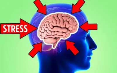 Tại sao stress ảnh hưởng nghiêm trọng đến não bộ?