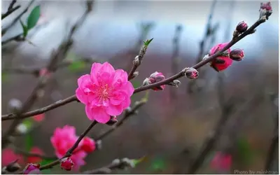 Khám phá hoa đào Hà Nội rực rỡ trong mùa xuân