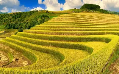 Mùa thu đồng lúa Lào Cai nhuộm vàng những triền núi xa