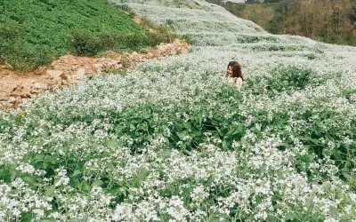 Mùa hoa cải trắng Sapa đẹp nao lòng giữa núi rừng Tây Bắc