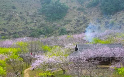 Ngắm ảnh mùa xuân hoa đào Mộc Châu rực rỡ núi đồi
