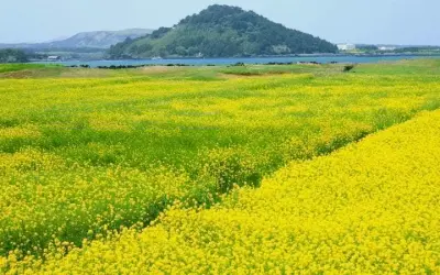 Ngắm ảnh mùa hoa cải vàng Hà Nội rực rỡ cuối thu