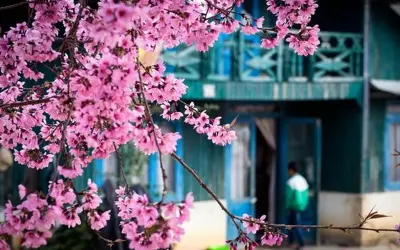 Mùa xuân hoa mai Đà Lạt khoe sắc rực rỡ núi rừng