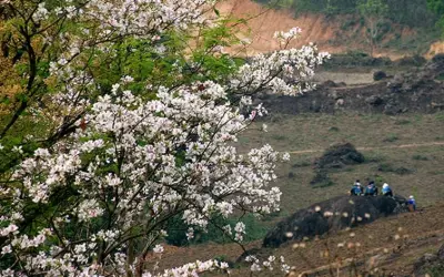 Ngỡ ngàng sắc hoa ban Lào Cai khi xuân về gió nhẹ