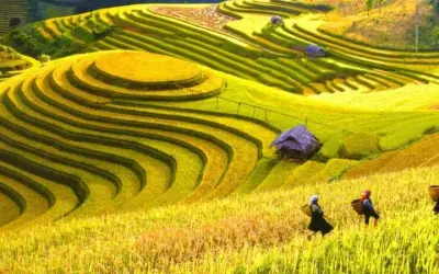 Hà Giang mùa lúa chín vàng rực rỡ giữa núi non hùng vĩ