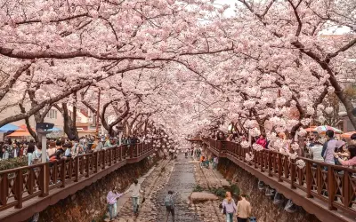 Khám phá Jinhae thiên đường hoa anh đào tại Hàn Quốc