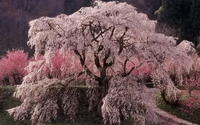 Mùa hoa anh đào Chile rực rỡ sắc hồng tuyệt đẹp