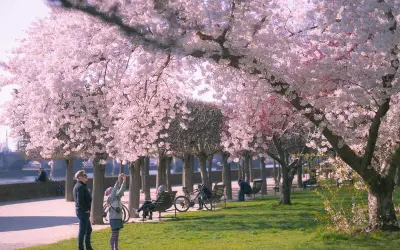 Check-in mùa hoa anh đào Đức đẹp như tranh vẽ