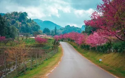 Mùa hoa anh đào New Zealand rực rỡ sắc hồng thơ mộng