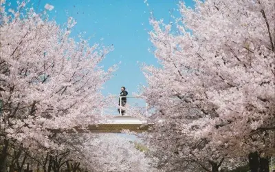 Mùa hoa anh đào Úc rực rỡ sắc hồng trong nắng xuân