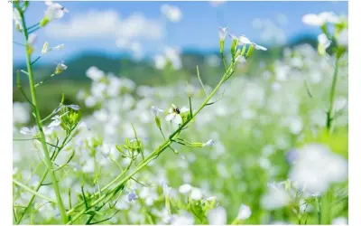 Mùa hoa cải trắng Đà Lạt phủ trắng triền đồi lãng mạn