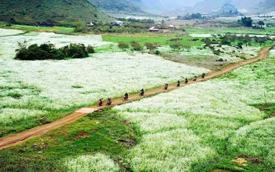 Mùa hoa cải trắng Mù Cang Chải dịu dàng giữa núi non
