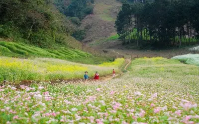 Ngắm mùa hoa cải trắng Sơn La đẹp tinh khôi say đắm lòng