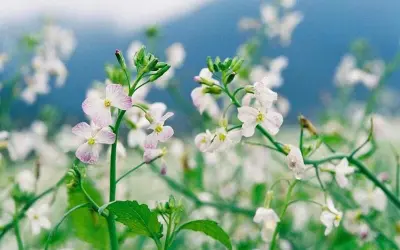 Khám phá mùa hoa cải trắng Yên Bái đẹp tinh khôi ngỡ ngàng