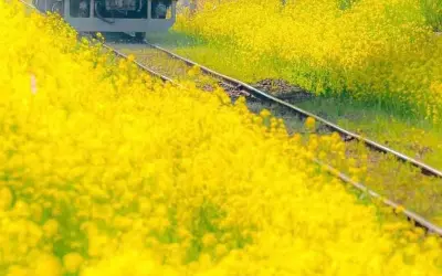 Khám phá mùa hoa cải vàng Đà Lạt rực rỡ khắp núi đồi