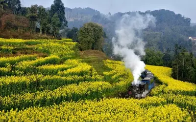 Mùa hoa cải vàng Sơn La đẹp rực rỡ như tranh