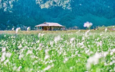 Ngắm ảnh mùa hoa cúc họa mi Sapa trắng tinh khôi