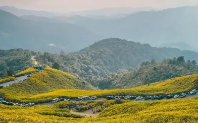 Ngắm ảnh mùa hoa dã quỳ Đà Lạt vàng rực trời thu