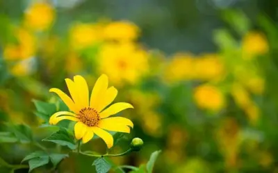 Dã quỳ Đà Nẵng khoe sắc vàng óng ả giữa núi rừng