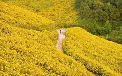 Mùa hoa dã quỳ Bảo Lộc rực rỡ giữa núi rừng cao nguyên