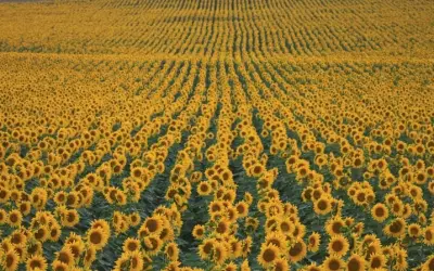 Ngất ngây mùa hoa hướng dương Ukraine vàng rực trời