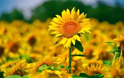 Hoa hướng dương Ý - Thiên đường hoa rực rỡ mùa hè