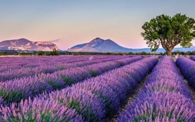 Mùa hoa lavender Anh tím biếc lãng mạn và thơ mộng
