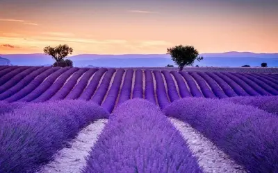 Rực rỡ mùa hoa lavender Pháp giữa nắng hè dịu nhẹ