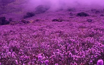 Mùa hoa Neelakurinji Ấn Độ nở tím trời hiếm có kỳ quan