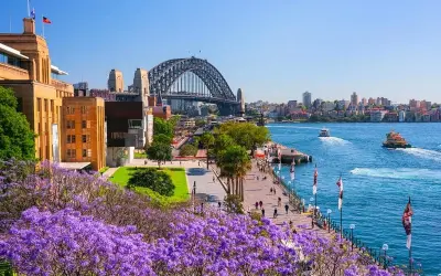 Thưởng ngoạn mùa hoa phượng vĩ Úc đầy màu sắc rực rỡ