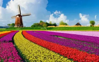 Khám phá mùa hoa tulip Hà Lan đẹp mê hoặc lòng người