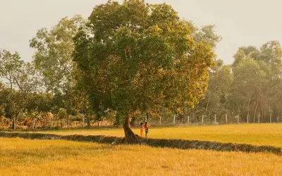 Mùa thu lúa chín Bắc Ninh vàng óng đẹp như tranh