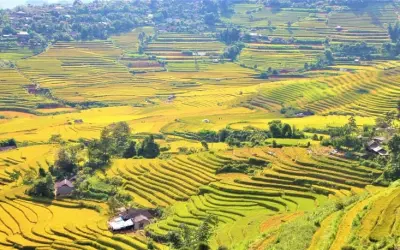 Khám phá mùa thu lúa chín Lai Châu vàng óng tuyệt đẹp