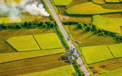 Say đắm mùa lúa chín vàng rực rỡ ở thung lũng Mai Châu