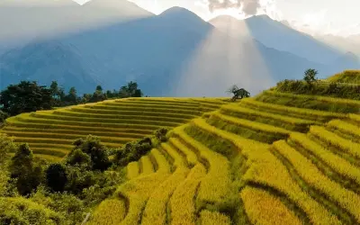Ngắm ảnh mùa thu lúa chín Sapa vàng rực rỡ núi đồi
