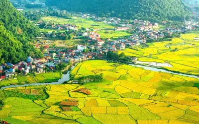 Khám phá mùa thu lúa chín Sơn La vàng óng rực rỡ tuyệt đẹp