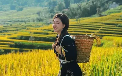 Ngắm mùa thu lúa chín Tuyên Quang vàng óng rực rỡ núi rừng