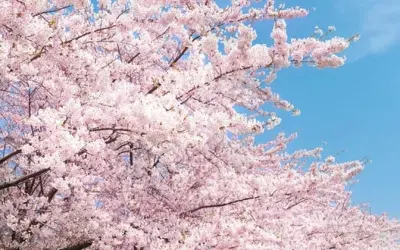 Mùa xuân hoa anh đào Anh rực rỡ sắc hồng thơ mộng