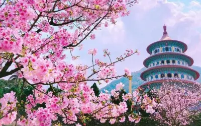 Khám phá mùa xuân hoa anh đào Đài Loan mê hoặc lòng người