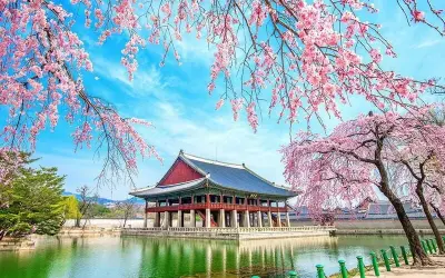 Rực rỡ mùa xuân hoa anh đào Hàn Quốc trong nắng ấm