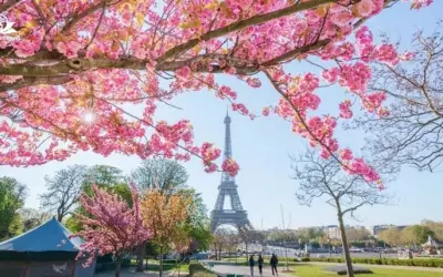 Mùa xuân hoa anh đào Pháp đẹp lãng mạn như cổ tích